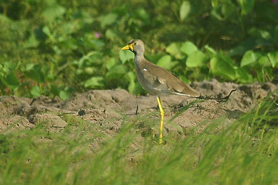 Wattled Plover.JPG